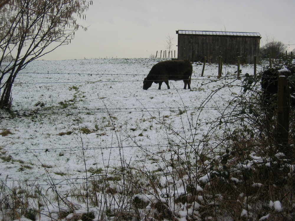 Galloway broutant sous la neige