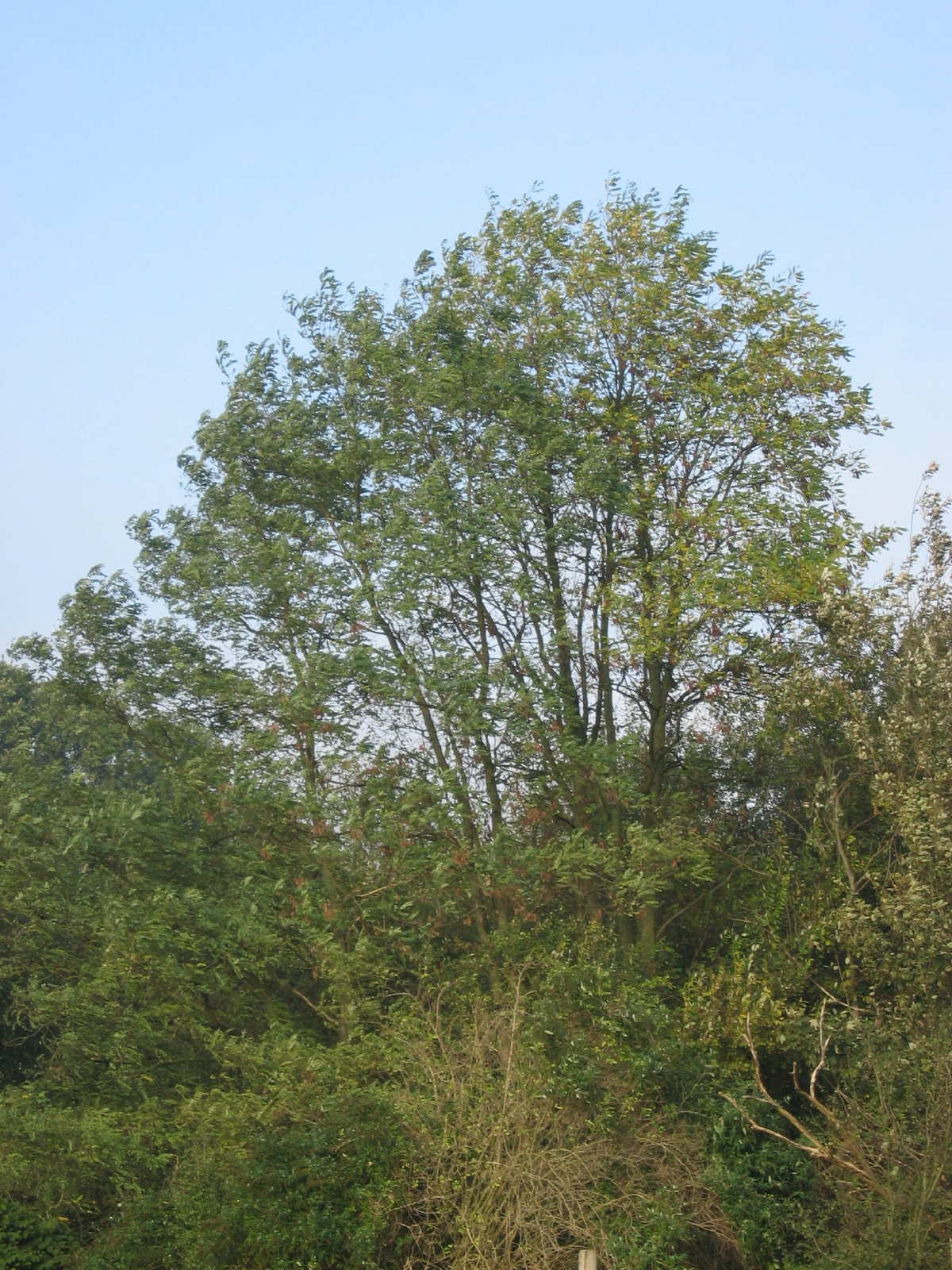 Robinia pseudoacacia 9